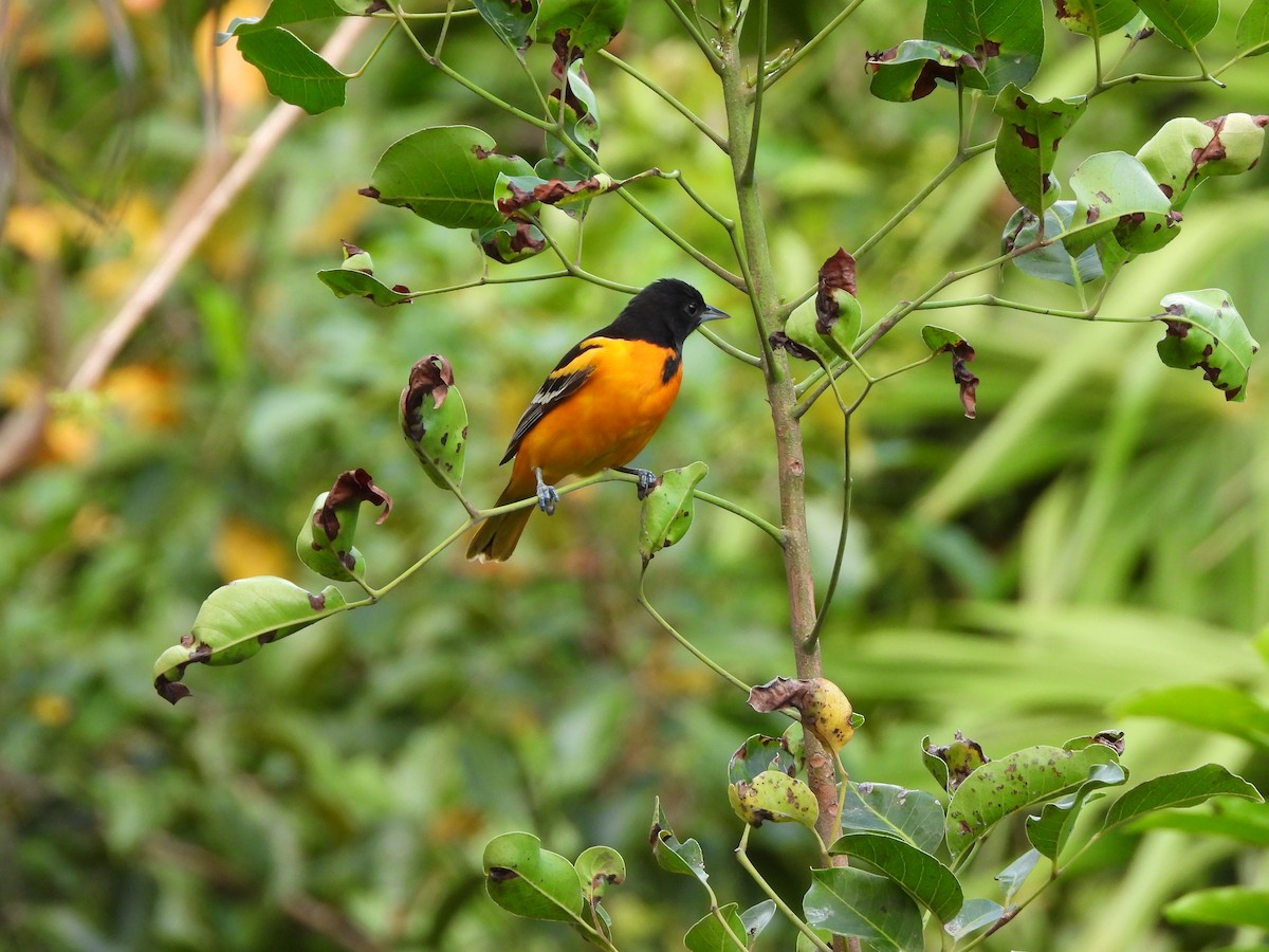 Baltimore Oriole - ML633771980