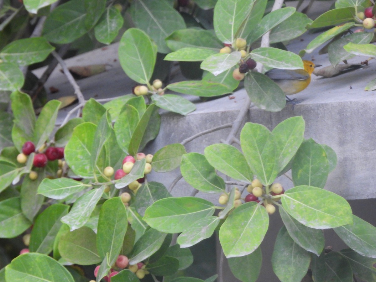 Prothonotary Warbler - ML633771984