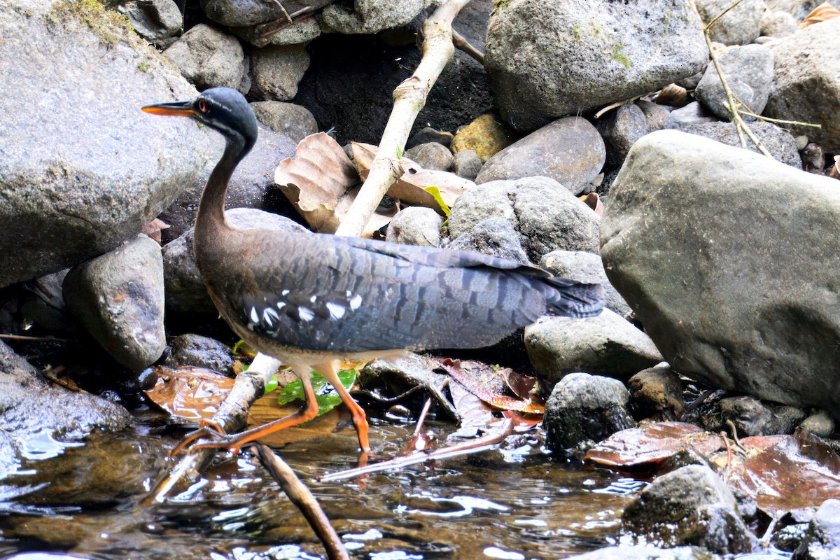 Sunbittern - ML633771997