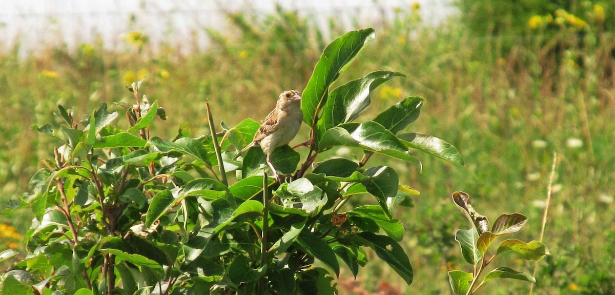 Grasshopper Sparrow - ML63377201