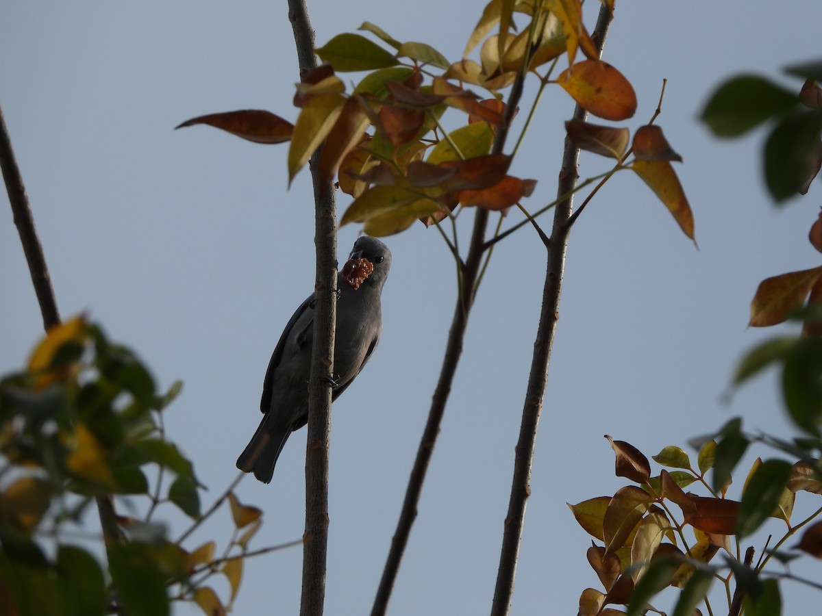 Blue-gray Tanager - ML633772014