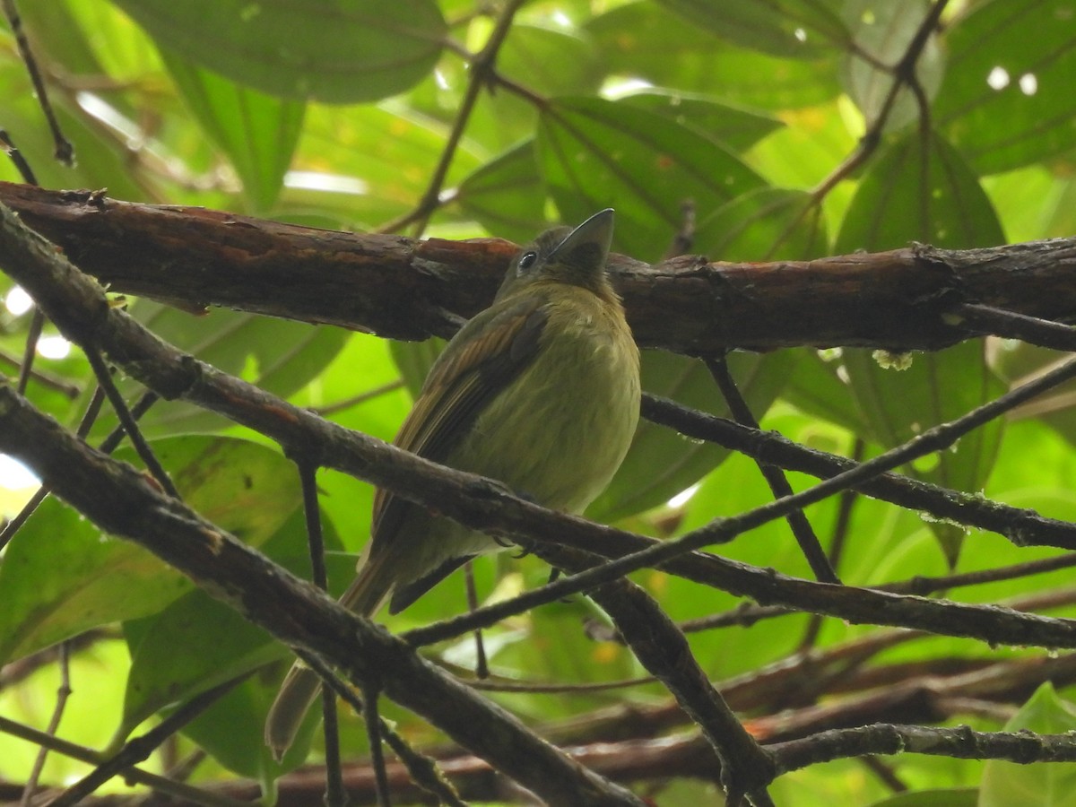 Fulvous-breasted Flatbill - ML633772067