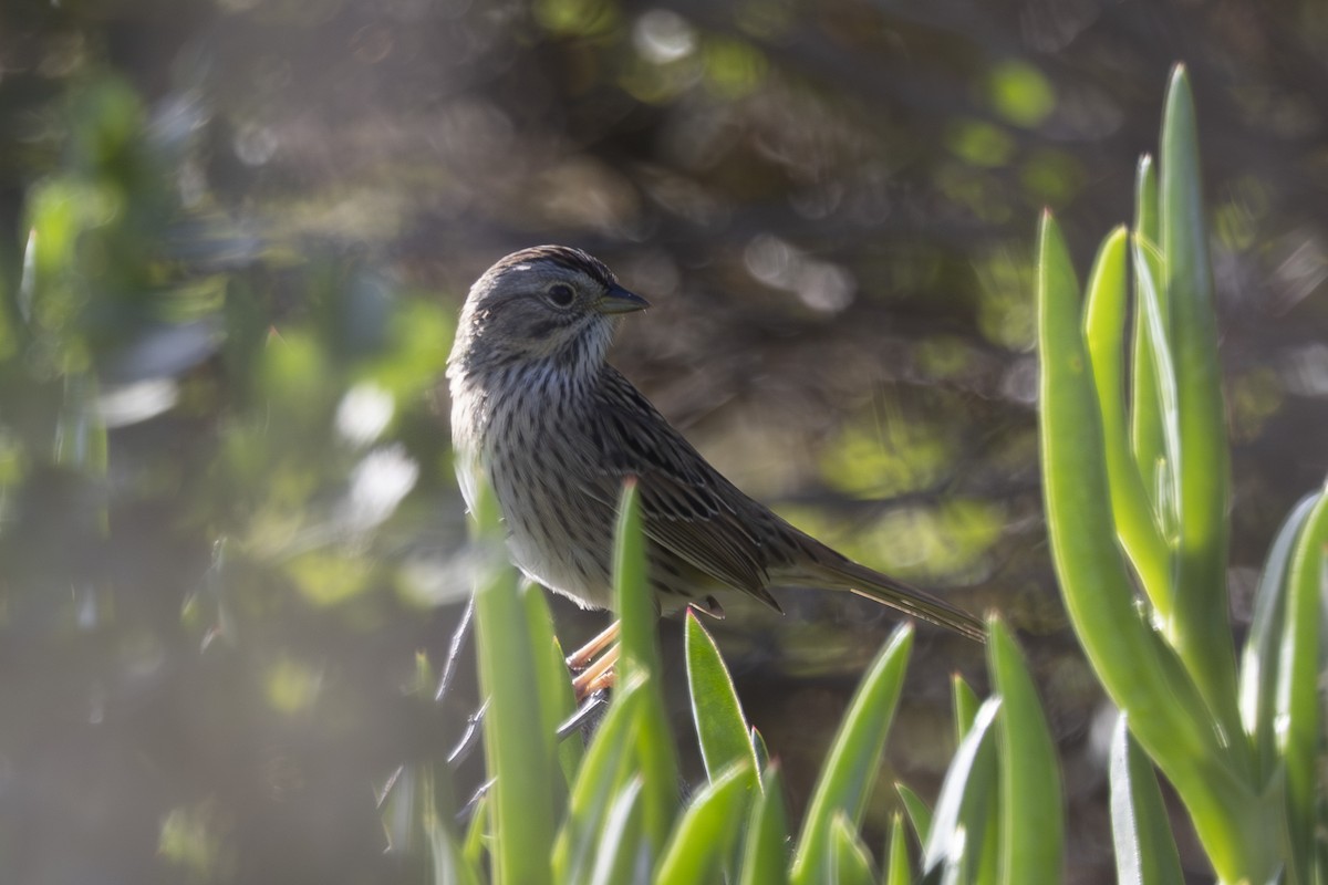 Lincoln's Sparrow - ML633772090
