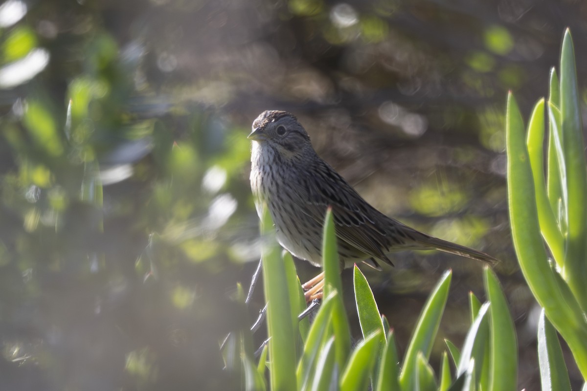 Lincoln's Sparrow - ML633772091