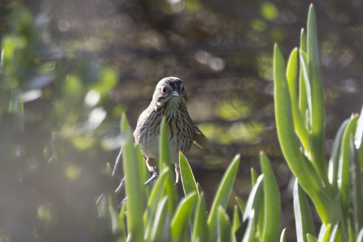 Lincoln's Sparrow - ML633772092