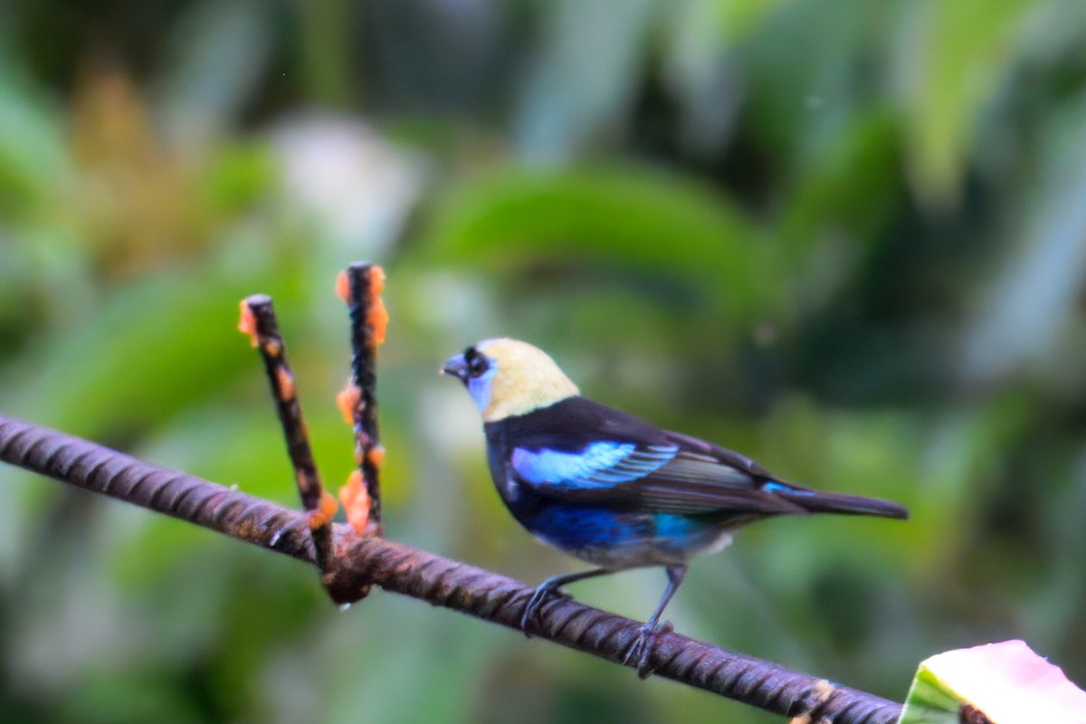 Golden-hooded Tanager - ML633772171