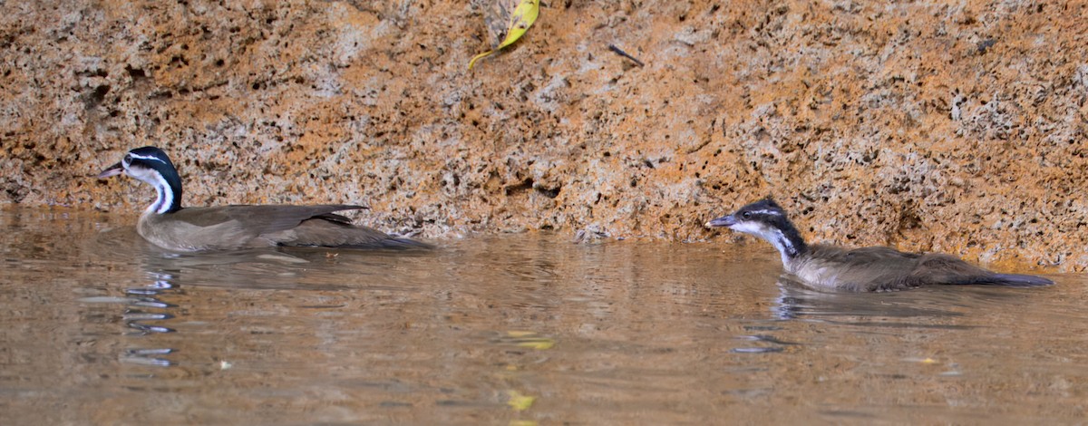 Sungrebe - ML633772209