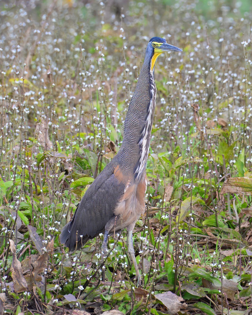 Bare-throated Tiger-Heron - ML633772220