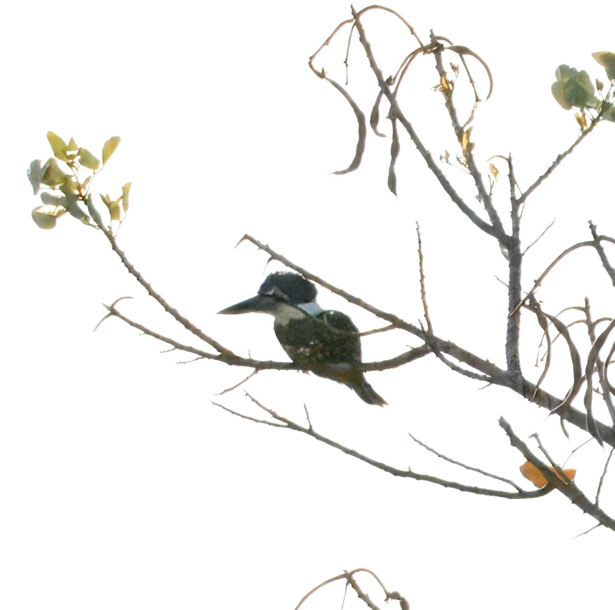 Amazon Kingfisher - ML633772236