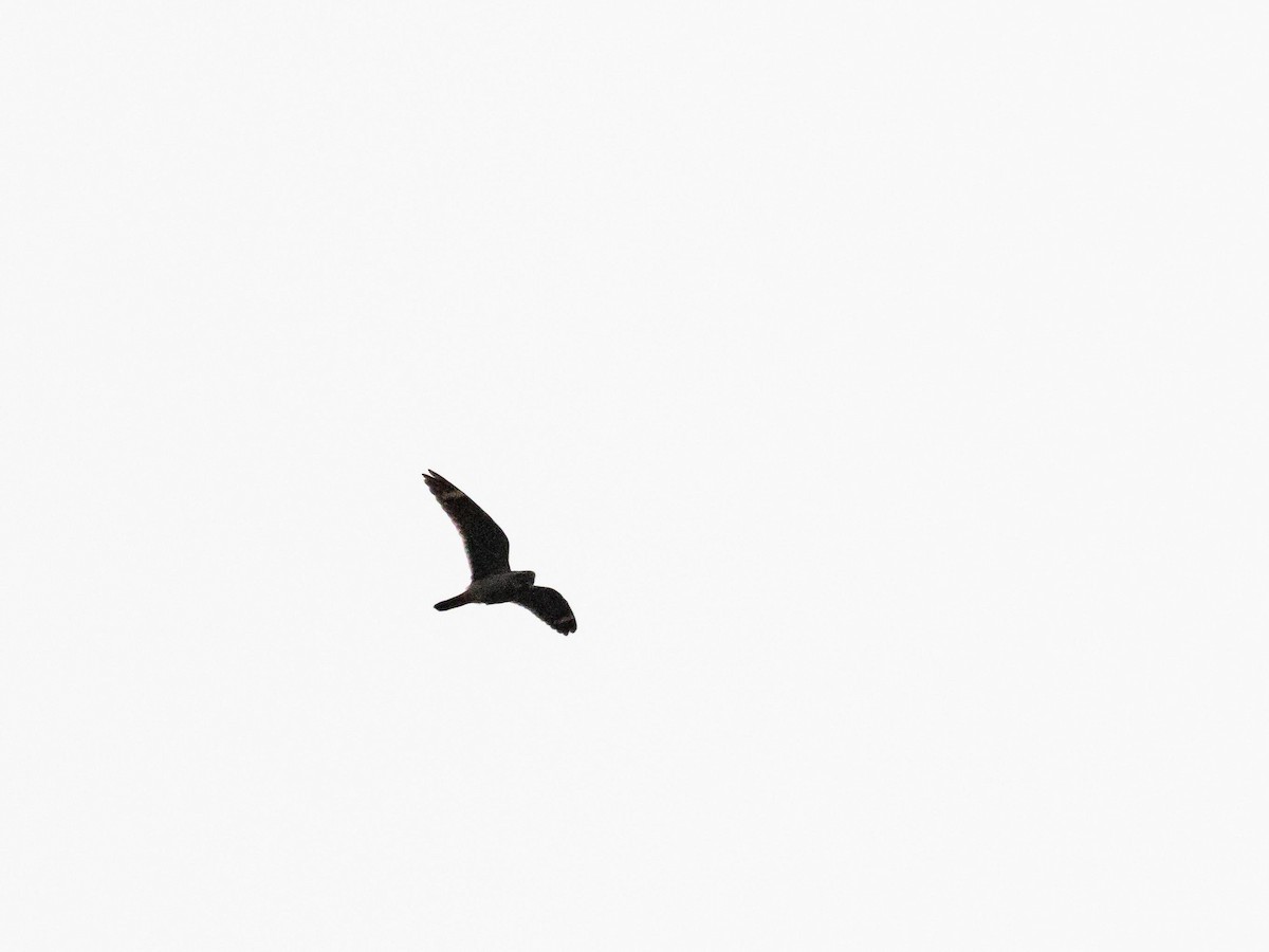 Lesser Nighthawk - ML633772281