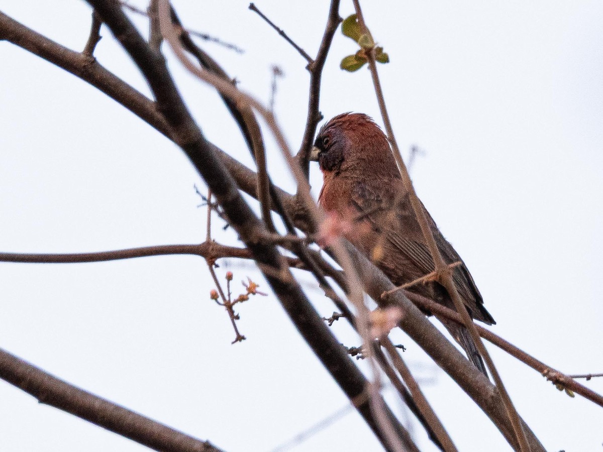 Varied Bunting - ML633772298