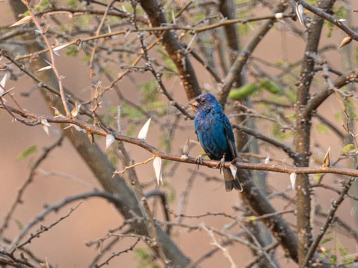 Indigo Bunting - ML633772309
