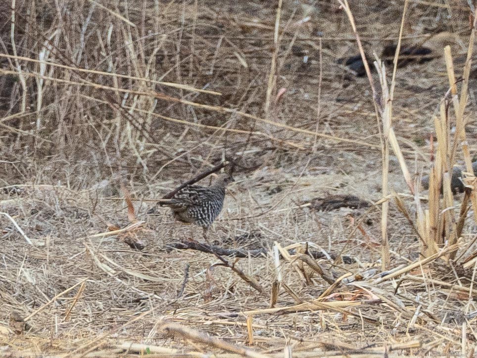 Banded Quail - ML633772311