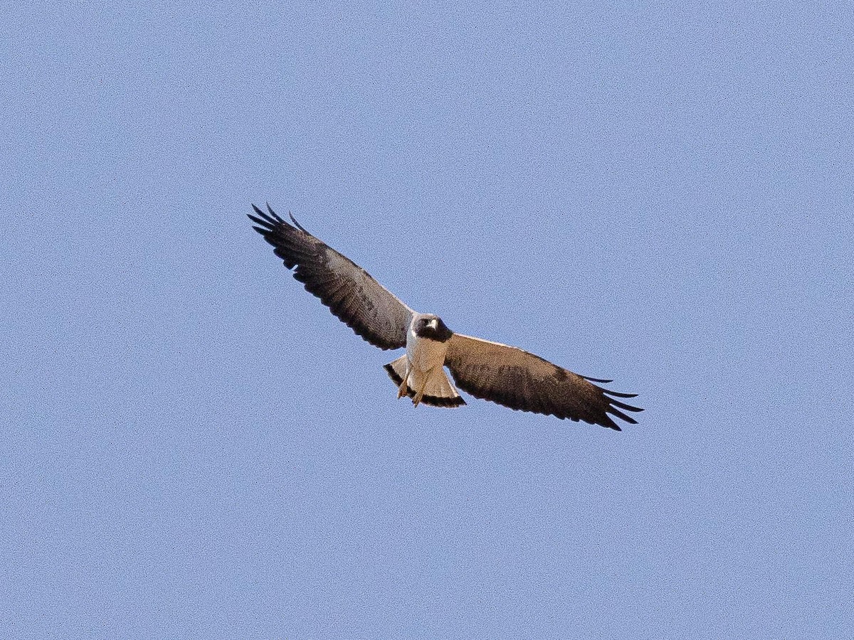 White-tailed Hawk - ML633772319