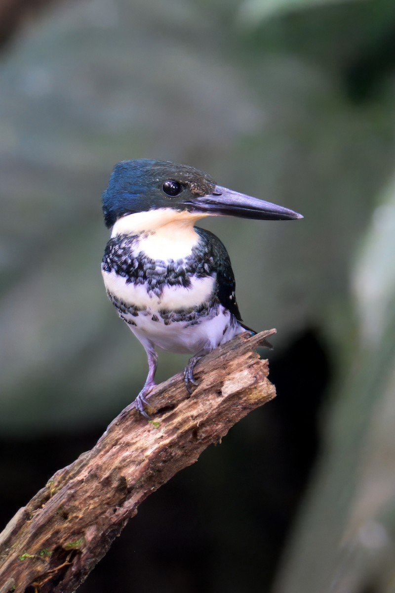 Green Kingfisher - ML633772320
