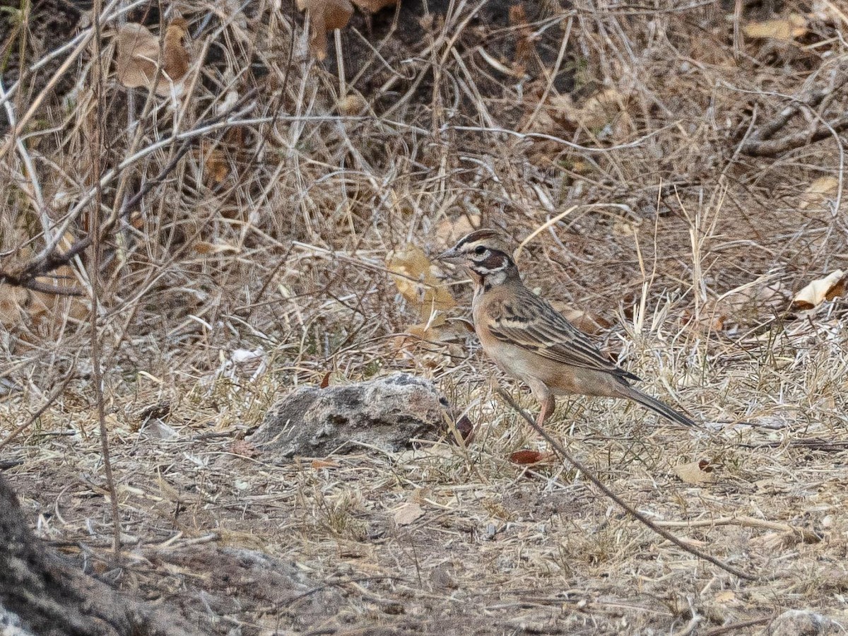 Lark Sparrow - ML633772329