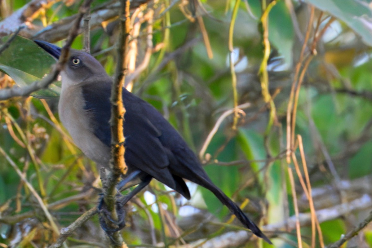 Nicaraguan Grackle - ML633772344
