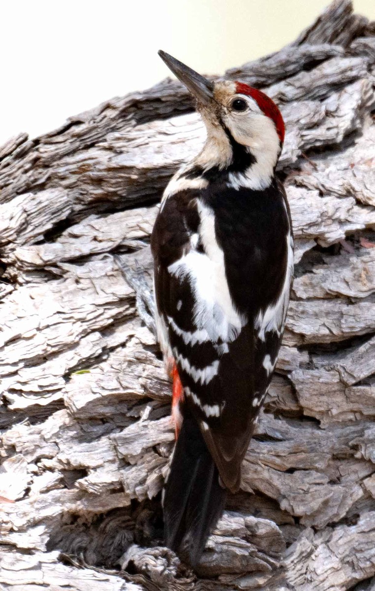 Sind Woodpecker - ML633772362