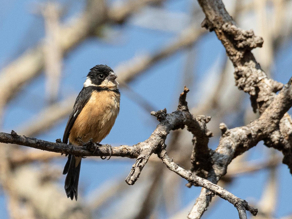 Cinnamon-rumped Seedeater - ML633772385