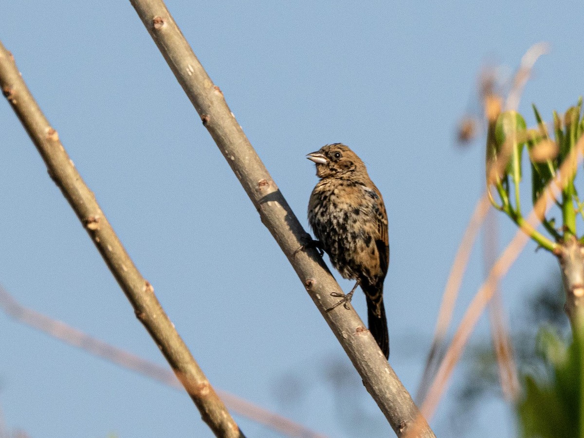 Blue-black Grassquit - ML633772403