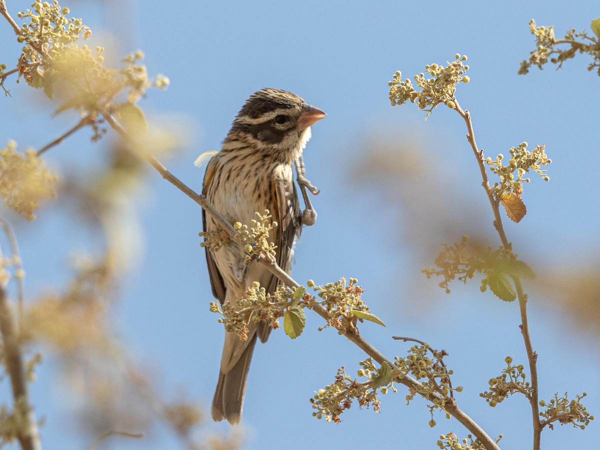 Rose-breasted Grosbeak - ML633772413