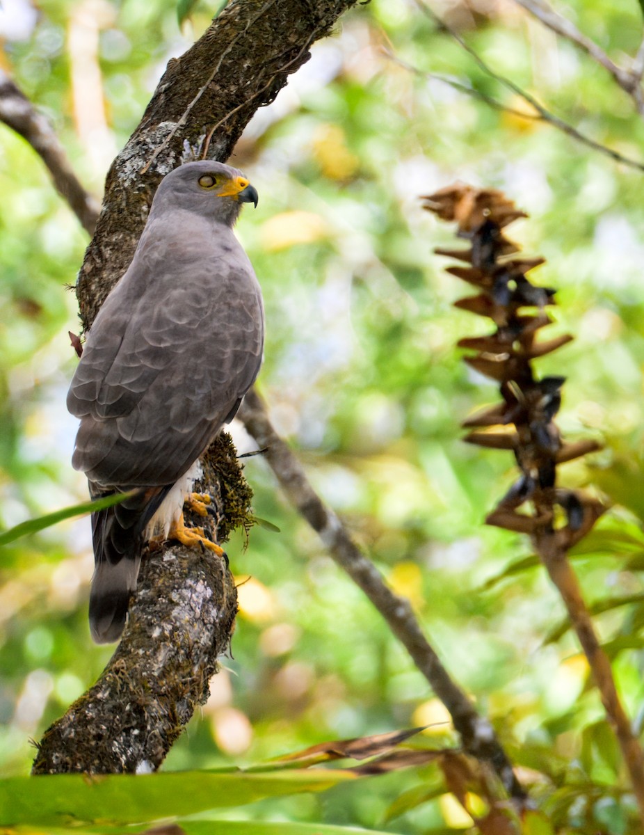 Roadside Hawk - ML633772487