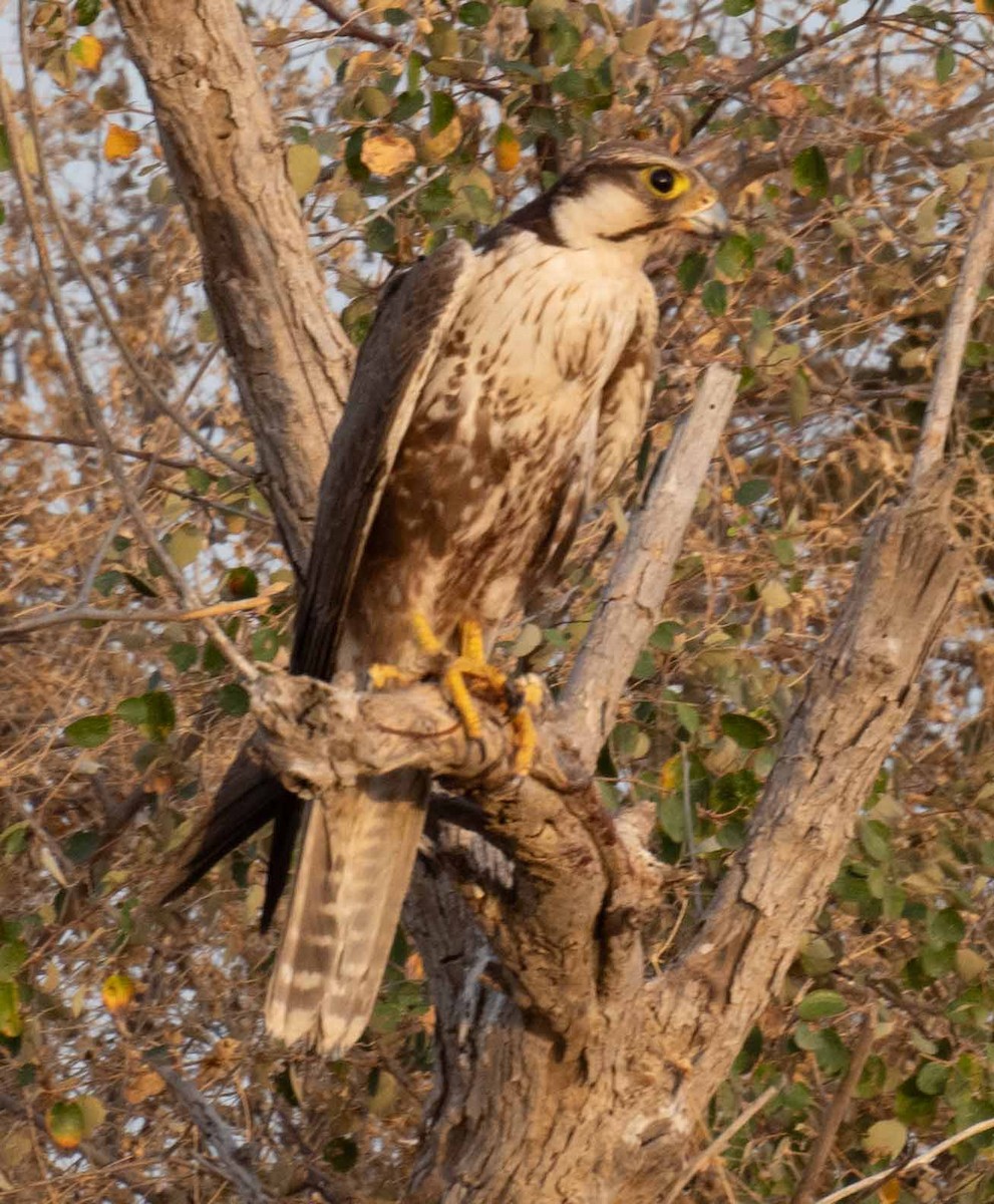 Laggar Falcon - ML633772529