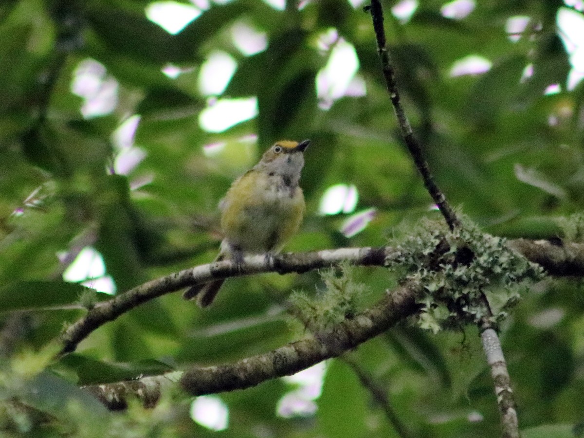 White-eyed Vireo - ML63377261