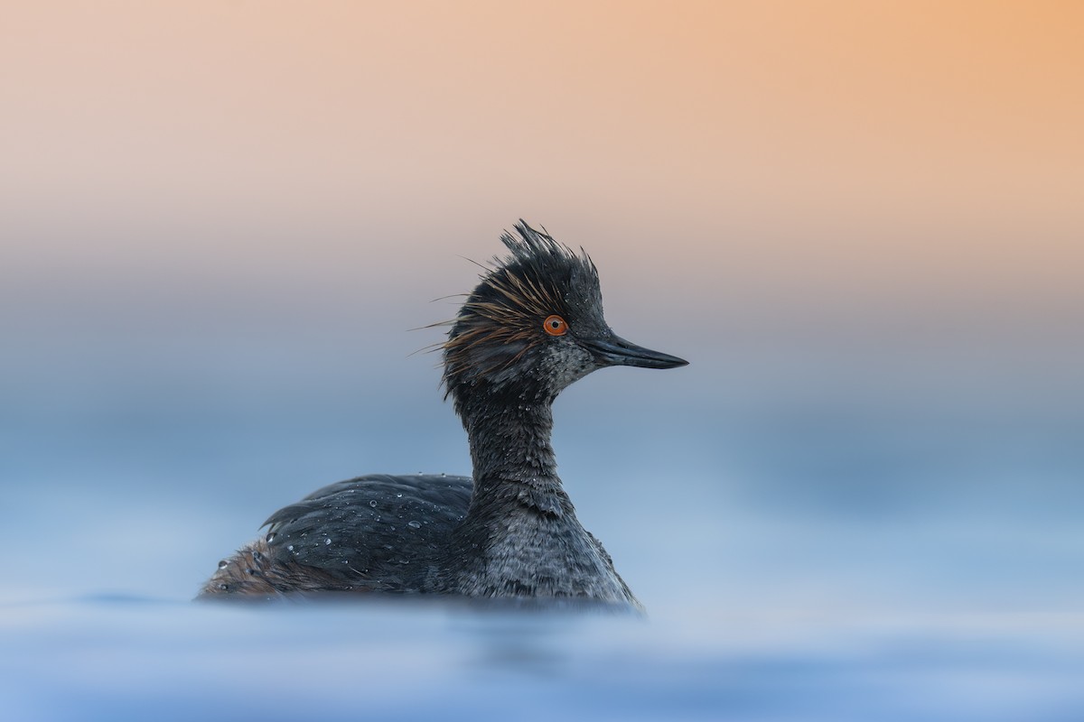 Eared Grebe - ML633773190