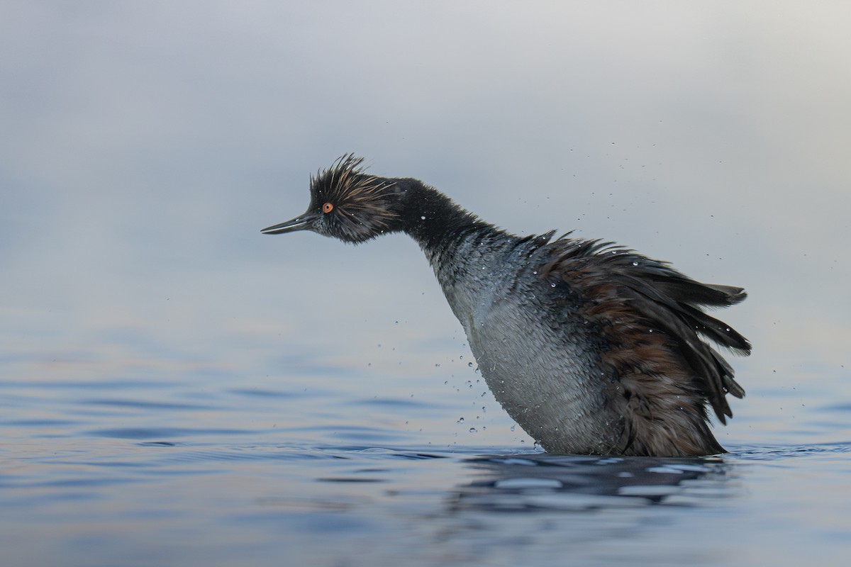 Eared Grebe - ML633773212