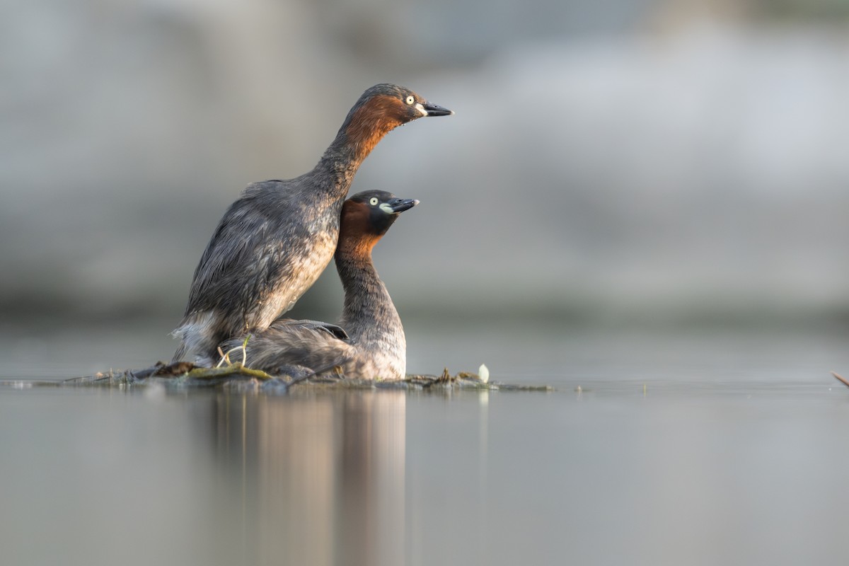 Little Grebe - ML633773213