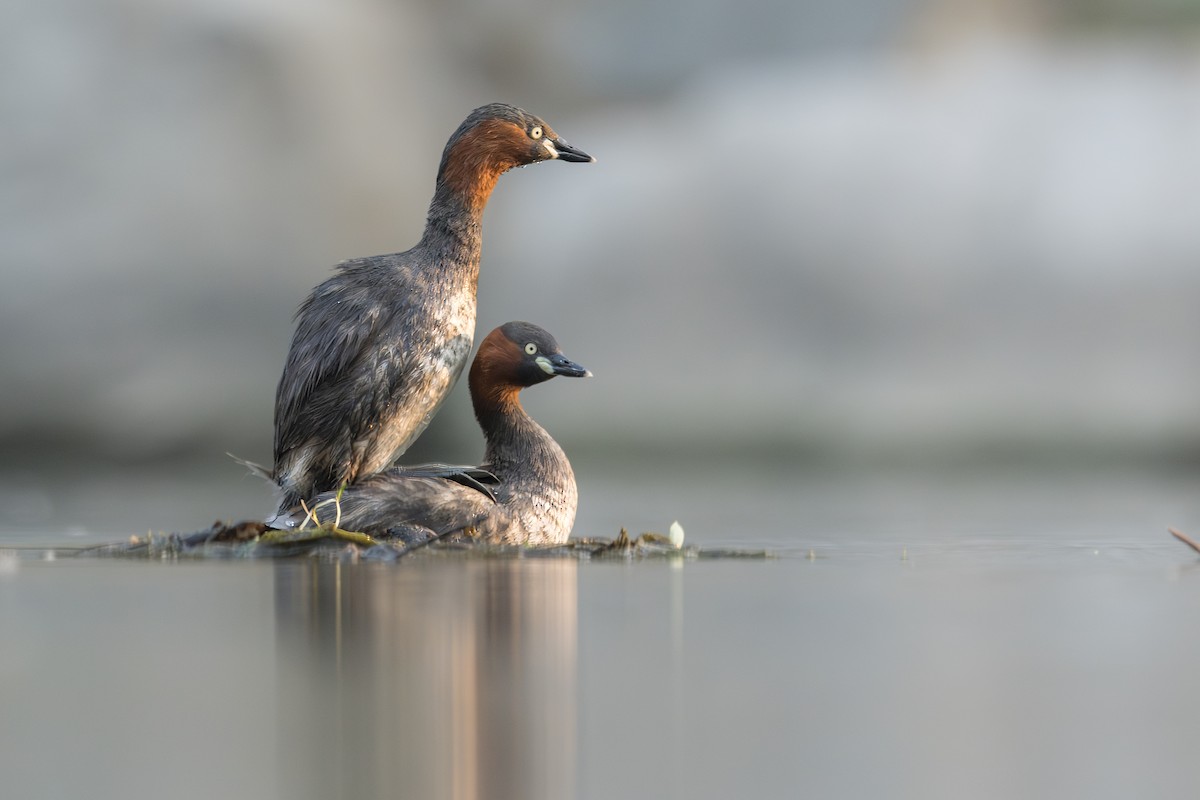 Little Grebe - ML633773217