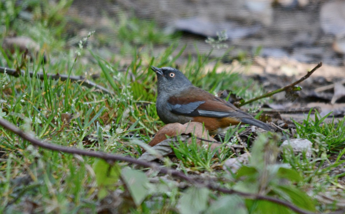 Maroon-backed Accentor - ML633773238