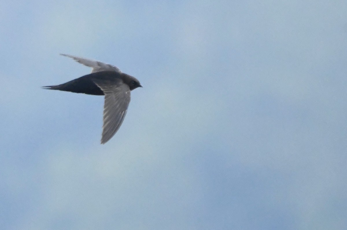Dark-rumped Swift - ML633773275