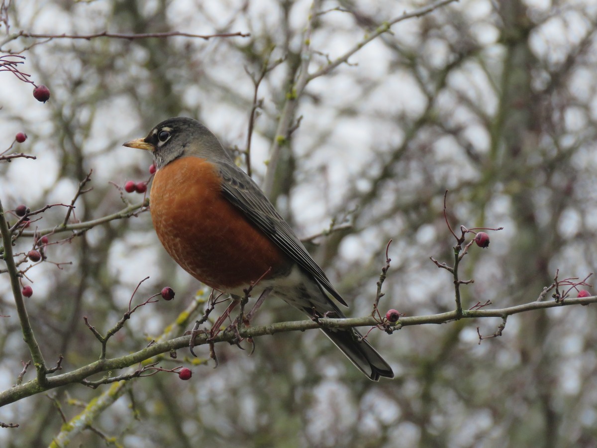 American Robin - ML633773285