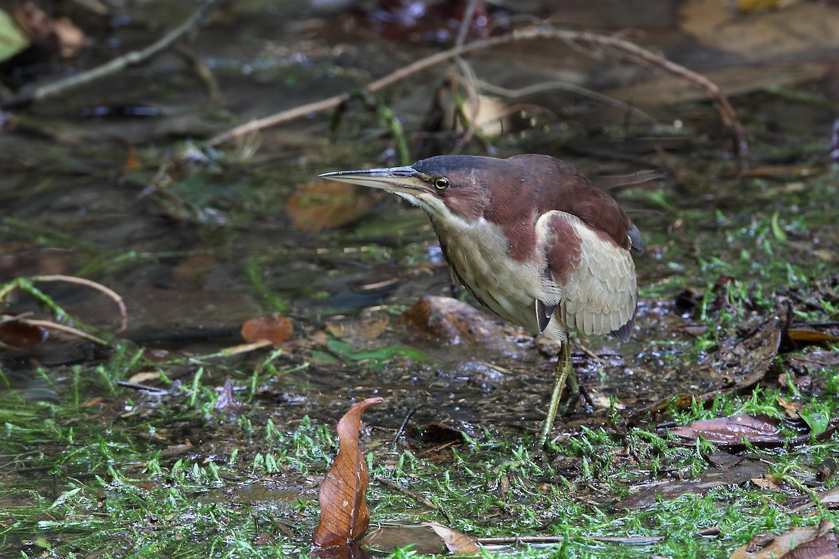 Schrenck's Bittern - ML633773289