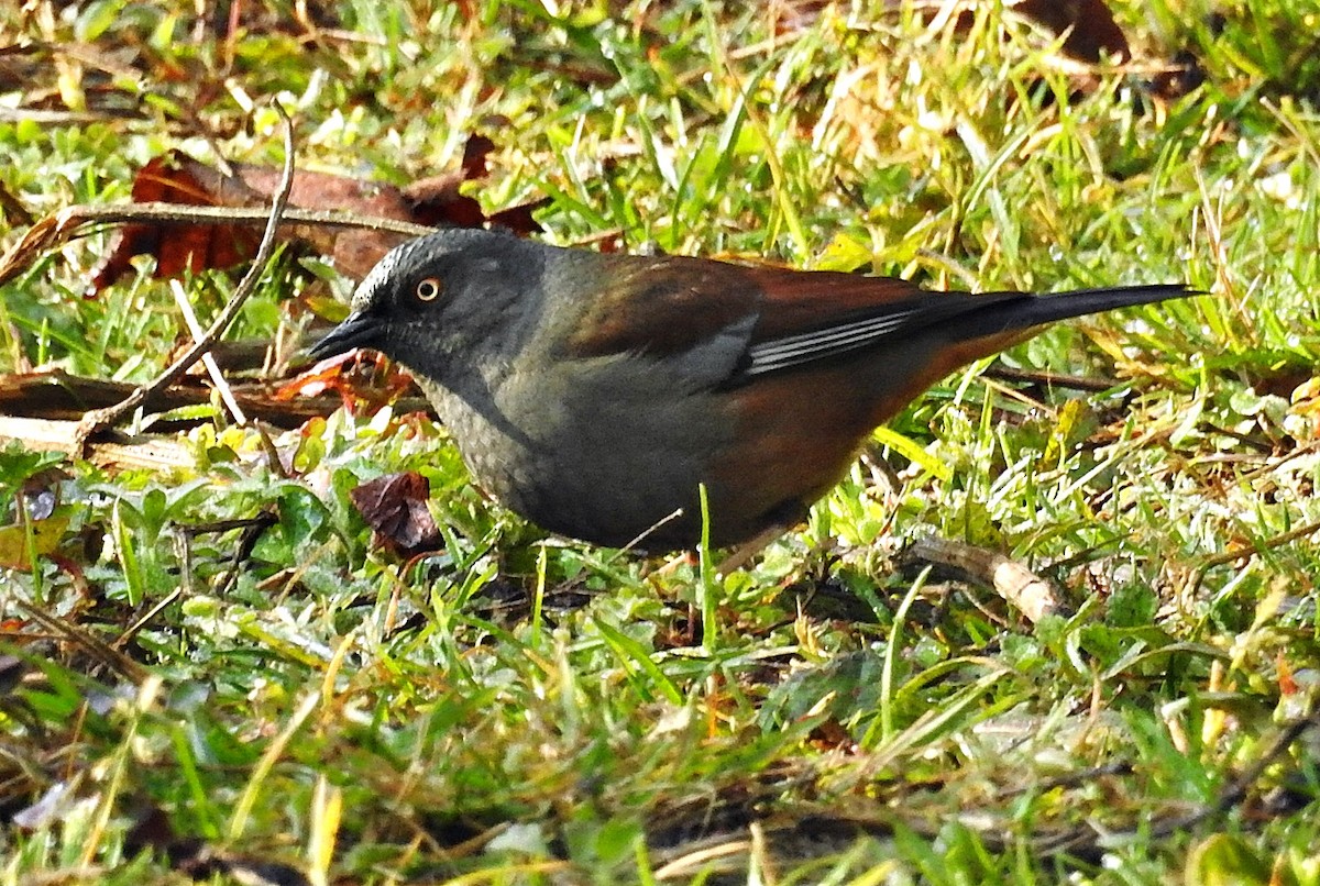 Maroon-backed Accentor - ML633773350