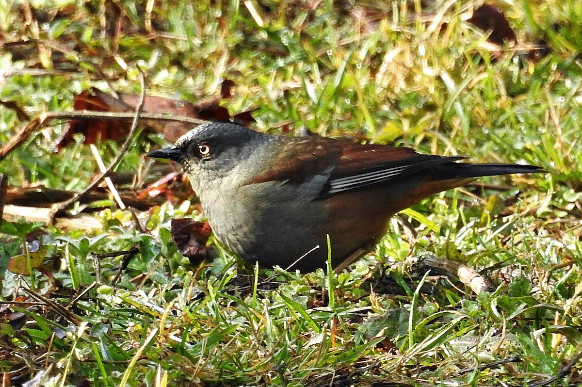 Maroon-backed Accentor - ML633773351