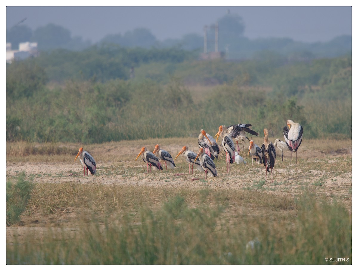 Painted Stork - ML633773465