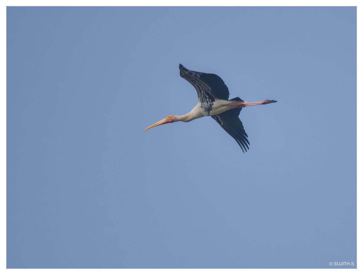 Painted Stork - ML633773468