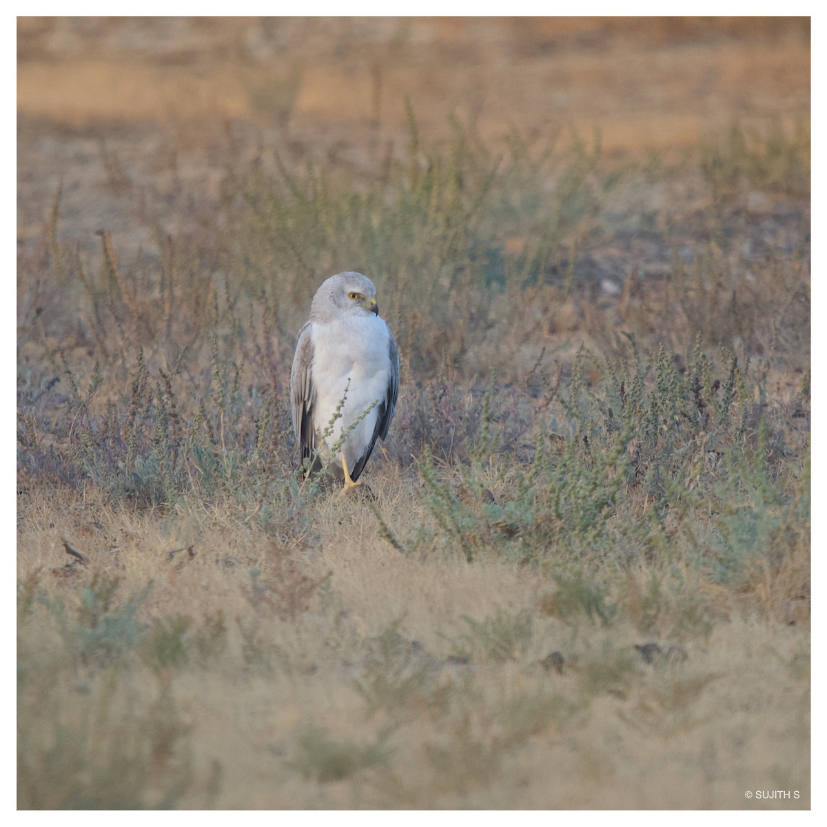 Pallid Harrier - ML633773479