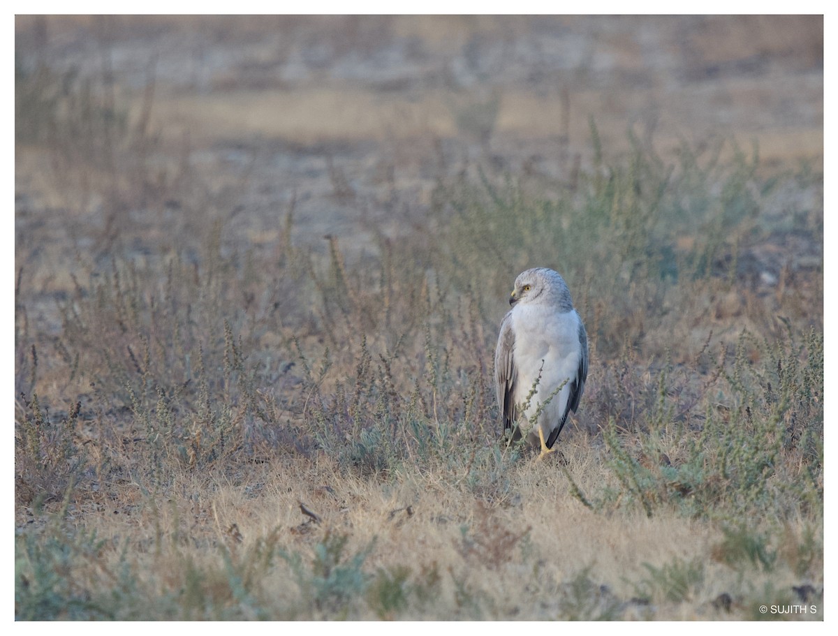 Pallid Harrier - ML633773480