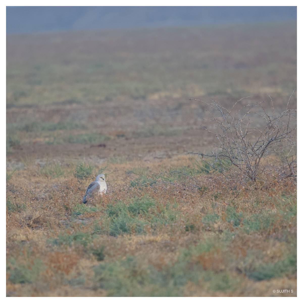 Pallid Harrier - ML633773481