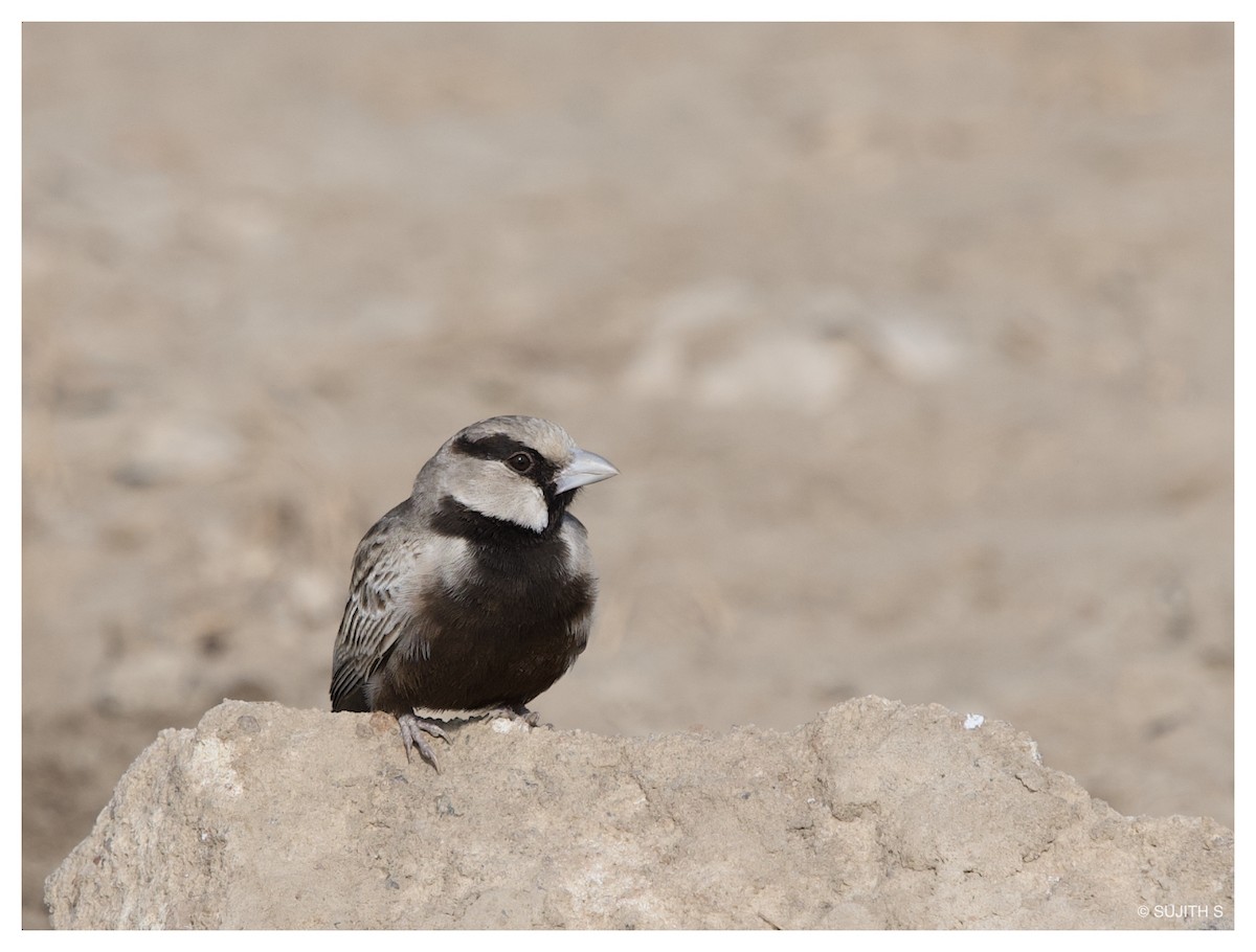 Ashy-crowned Sparrow-Lark - ML633773488