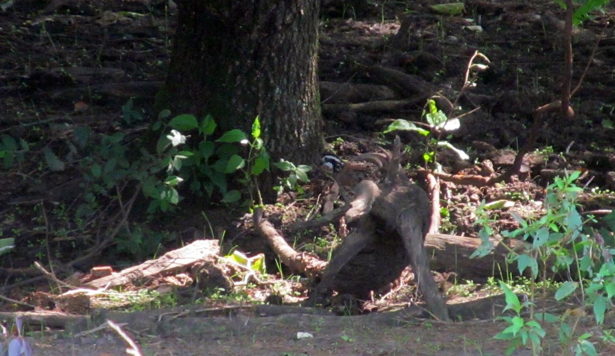 Northern Bobwhite - ML63377351