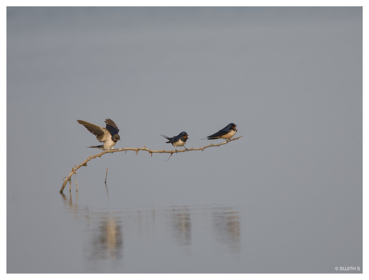 Wire-tailed Swallow - ML633773535