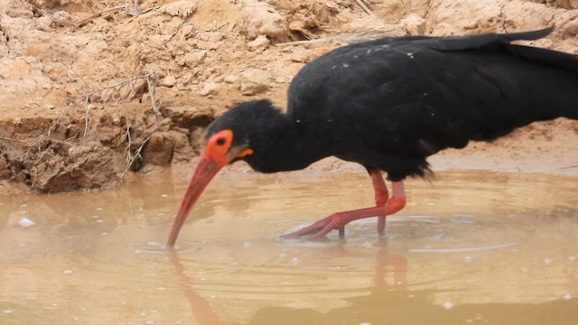 Sharp-tailed Ibis - ML633773542