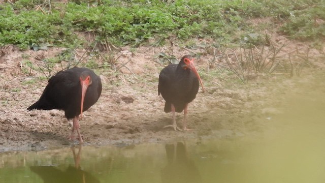 Sharp-tailed Ibis - ML633773543