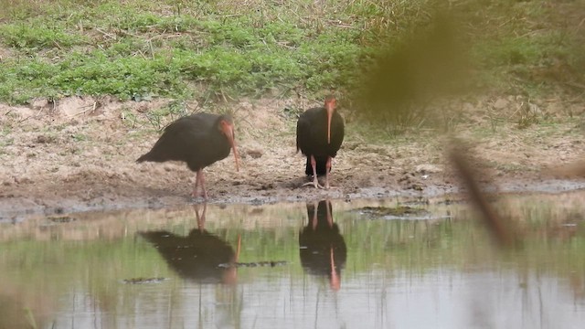 Sharp-tailed Ibis - ML633773544