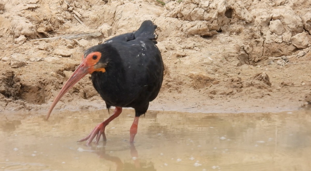 Sharp-tailed Ibis - ML633773558